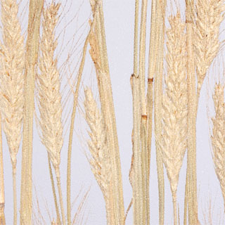 デザインパネル素材03